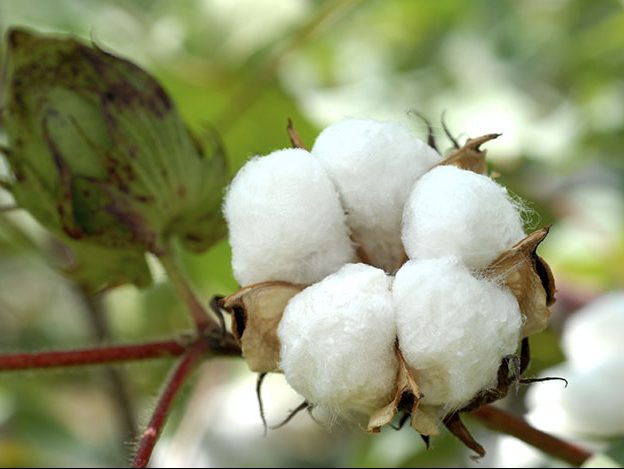 Tìm hiểu về vải sợi bông cotton