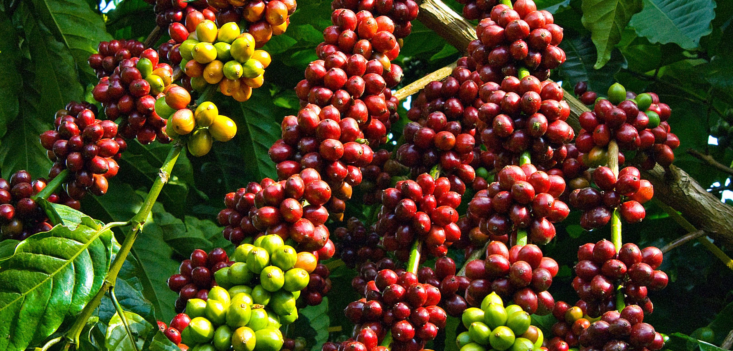 đầu tư hàng hóa nhận định thị trường cà phê ngày 18/06/2021 arabica đóng cửa ở mức thấp nhất 3 tuần