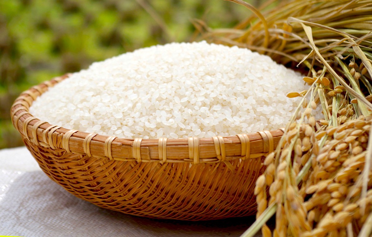 Phân tích kỹ thuật - Giao dịch đầu tư gạo thô - Giá thị trường gạo